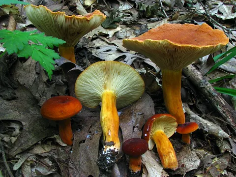 Fishy Milkcap