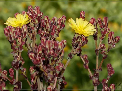 garden lettuce