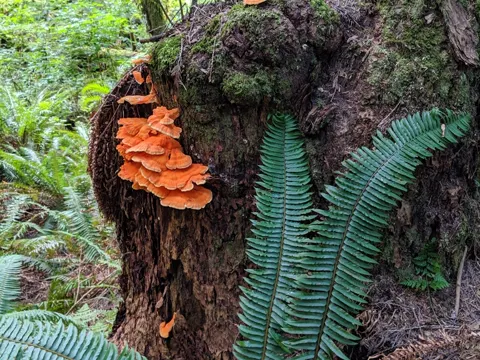 Conifer Chicken of the Woods
