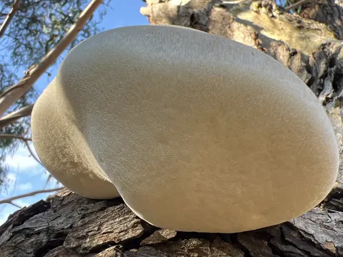 Chicken of the Woods