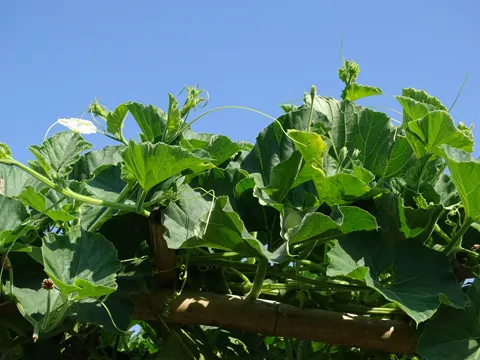Bottle Gourd