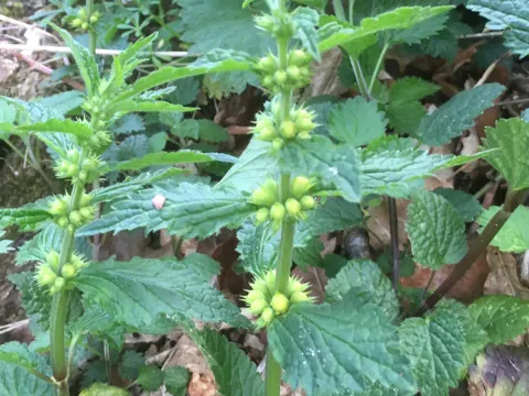 Yellow Archangel (Lamium galeobdolon)