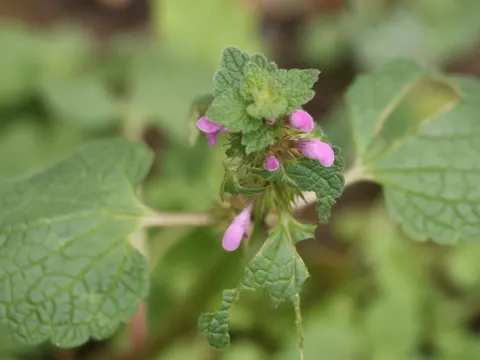 Red Dead-nettle