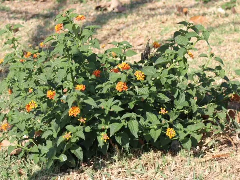 Lantana