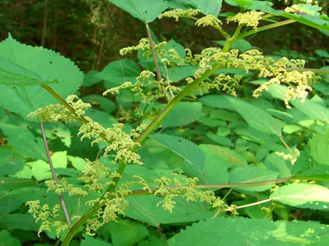 Wood-nettle