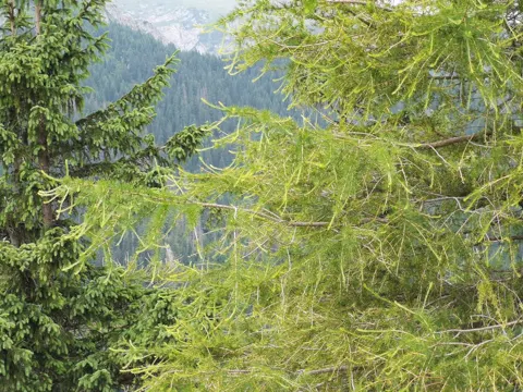 Larch