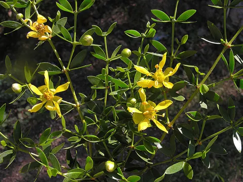 Creosote Bush