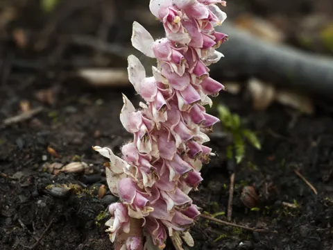 Toothwort