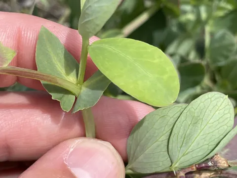 Japanese Pea