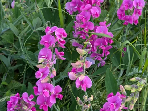 Everlasting Pea