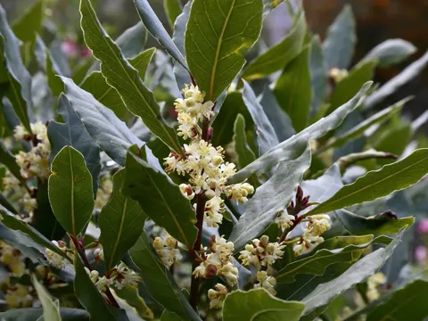 Bay Laurel