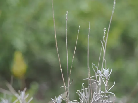 Echter Lavendel