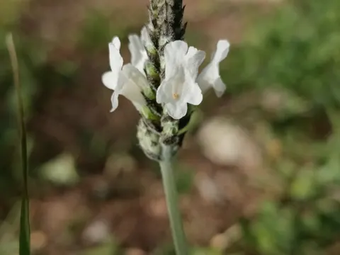 Fringed Lavender