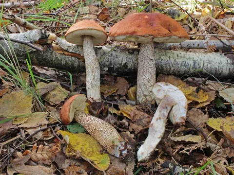 Orange Oak Bolete