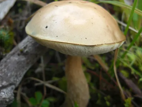 Ghost Bolete