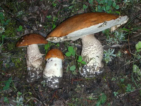 Aspen Scaber Stalk