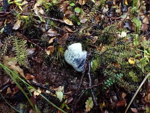 Scaber Stalk