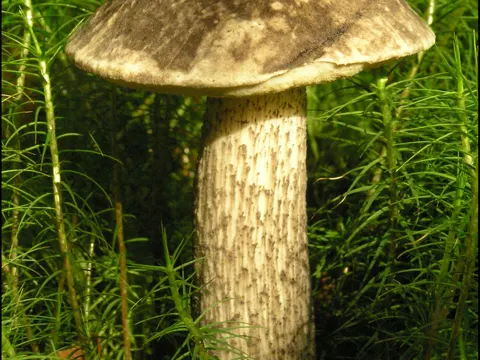 Mottled Bolete
