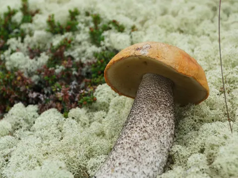 Orange Birch Bolete