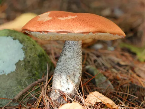 Foxy Bolete