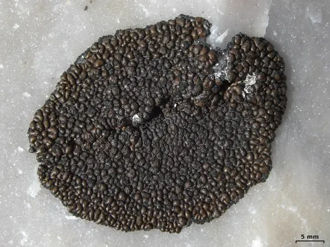 Dark Brown Tile Lichen