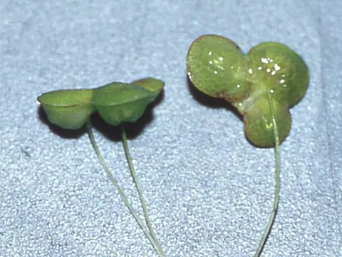 Fat Duckweed