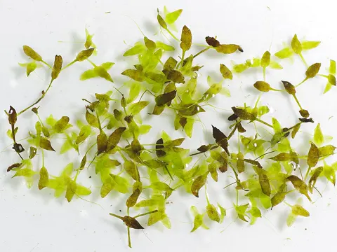 Ivy-leaved Duckweed