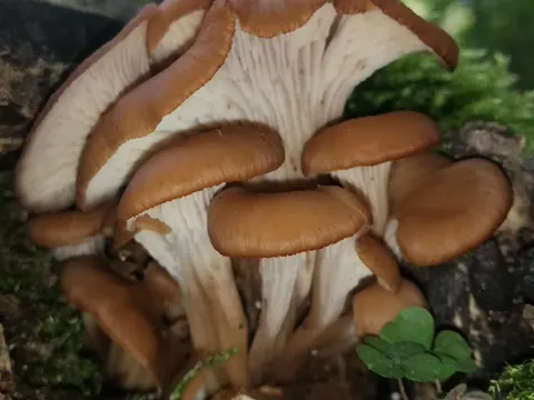 Aniseed Cockleshell