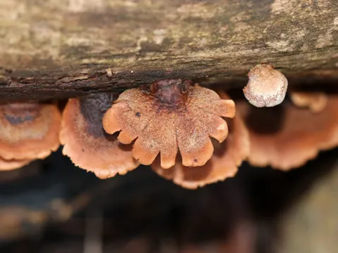 Bear Lentinus