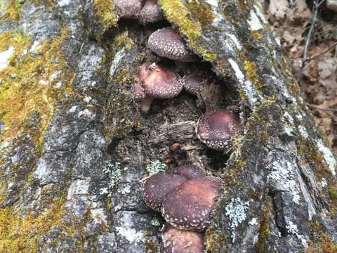 Shiitake