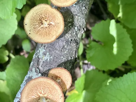 Curved Grill Fungus