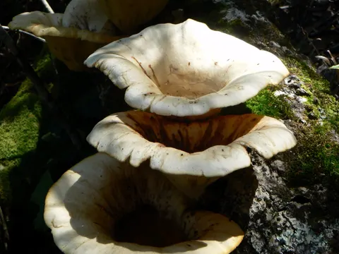 Indian Oyster