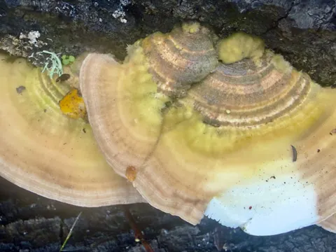Birch Mazegill, Gilled Polypore