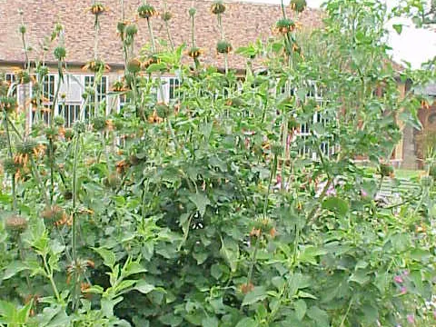 Klip Dagga