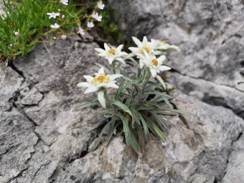 Edelweiss