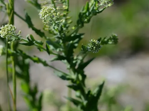 Field Pepperwort