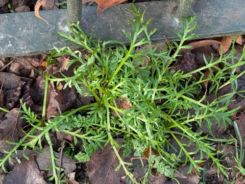Swine Cress