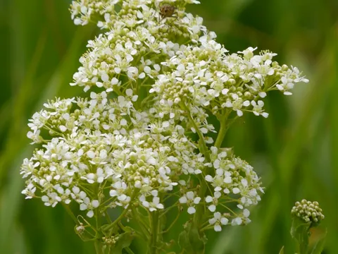 Hoary Cress