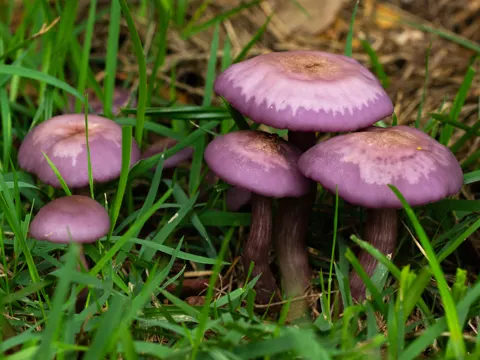 Sordid Blewit
