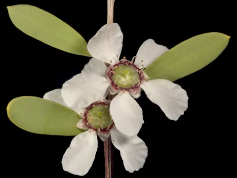 Australian Teatree