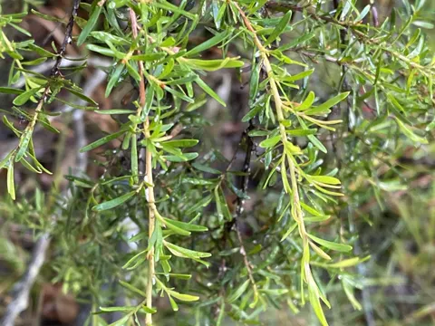 Leptospermum polygalifolium
