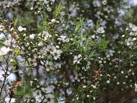 Manuka
