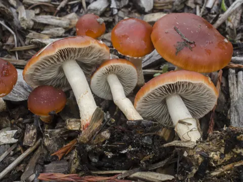 Firecracker Fungus
