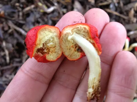 Red-cap Bolete