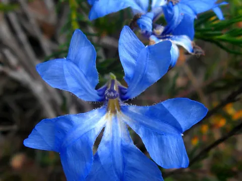 Blue Leschenaultia