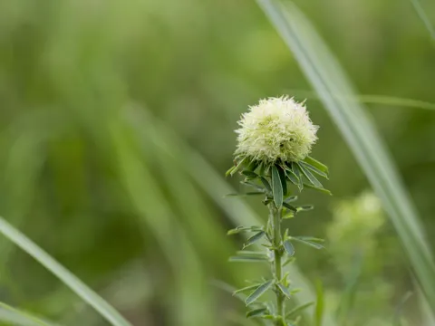 sericea lespedeza