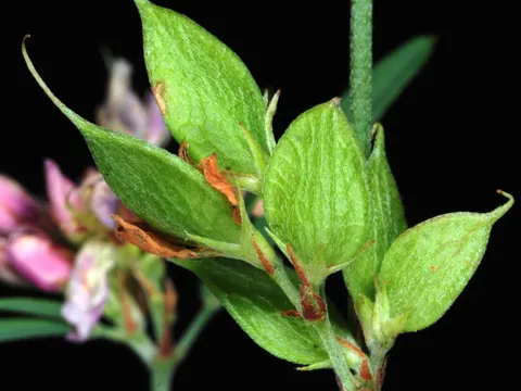 Slender Lespedeza