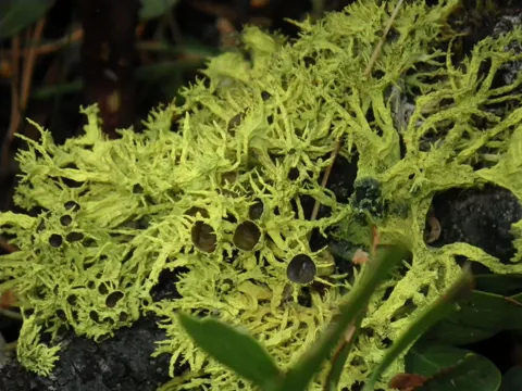 Poison Lichen