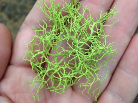 Wolf Lichen