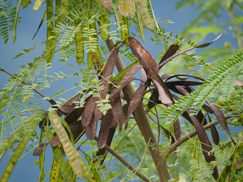 Leucaena